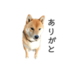 雑種犬タローと柴犬ハナの凸凹な毎日（個別スタンプ：3）