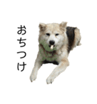 雑種犬タローと柴犬ハナの凸凹な毎日（個別スタンプ：4）