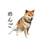 雑種犬タローと柴犬ハナの凸凹な毎日（個別スタンプ：5）