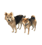 雑種犬タローと柴犬ハナの凸凹な毎日（個別スタンプ：6）