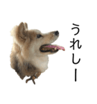 雑種犬タローと柴犬ハナの凸凹な毎日（個別スタンプ：7）