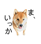 雑種犬タローと柴犬ハナの凸凹な毎日（個別スタンプ：8）