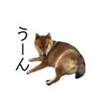 雑種犬タローと柴犬ハナの凸凹な毎日（個別スタンプ：10）