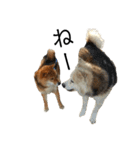 雑種犬タローと柴犬ハナの凸凹な毎日（個別スタンプ：11）