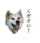 雑種犬タローと柴犬ハナの凸凹な毎日（個別スタンプ：12）
