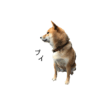 雑種犬タローと柴犬ハナの凸凹な毎日（個別スタンプ：13）