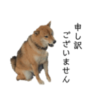 雑種犬タローと柴犬ハナの凸凹な毎日（個別スタンプ：15）