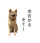 雑種犬タローと柴犬ハナの凸凹な毎日（個別スタンプ：17）