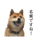 雑種犬タローと柴犬ハナの凸凹な毎日（個別スタンプ：18）