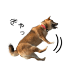 雑種犬タローと柴犬ハナの凸凹な毎日（個別スタンプ：20）