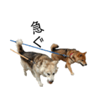 雑種犬タローと柴犬ハナの凸凹な毎日（個別スタンプ：21）