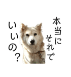 雑種犬タローと柴犬ハナの凸凹な毎日（個別スタンプ：22）