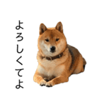 雑種犬タローと柴犬ハナの凸凹な毎日（個別スタンプ：23）