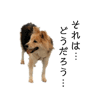 雑種犬タローと柴犬ハナの凸凹な毎日（個別スタンプ：24）