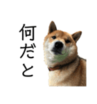雑種犬タローと柴犬ハナの凸凹な毎日（個別スタンプ：25）