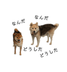 雑種犬タローと柴犬ハナの凸凹な毎日（個別スタンプ：26）