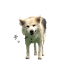 雑種犬タローと柴犬ハナの凸凹な毎日（個別スタンプ：27）