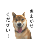 雑種犬タローと柴犬ハナの凸凹な毎日（個別スタンプ：28）