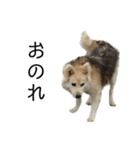 雑種犬タローと柴犬ハナの凸凹な毎日（個別スタンプ：29）