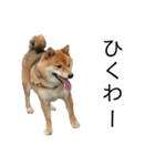 雑種犬タローと柴犬ハナの凸凹な毎日（個別スタンプ：30）