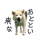 雑種犬タローと柴犬ハナの凸凹な毎日（個別スタンプ：32）