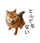 雑種犬タローと柴犬ハナの凸凹な毎日（個別スタンプ：33）