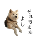 雑種犬タローと柴犬ハナの凸凹な毎日（個別スタンプ：34）