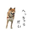 雑種犬タローと柴犬ハナの凸凹な毎日（個別スタンプ：35）