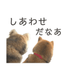 雑種犬タローと柴犬ハナの凸凹な毎日（個別スタンプ：36）