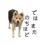 雑種犬タローと柴犬ハナの凸凹な毎日（個別スタンプ：37）