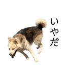 雑種犬タローと柴犬ハナの凸凹な毎日（個別スタンプ：39）