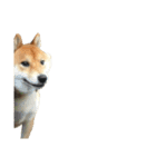 雑種犬タローと柴犬ハナの凸凹な毎日（個別スタンプ：40）