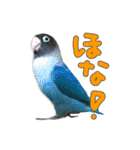 ボタンインコのボタンちゃん2（個別スタンプ：6）