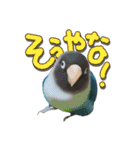 ボタンインコのボタンちゃん2（個別スタンプ：7）