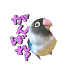 ボタンインコのボタンちゃん2（個別スタンプ：11）