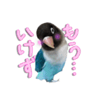 ボタンインコのボタンちゃん2（個別スタンプ：18）