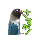 ボタンインコのボタンちゃん2（個別スタンプ：30）