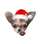 クリスマス チワワのラテちゃん（個別スタンプ：1）