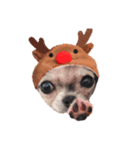 クリスマス チワワのラテちゃん（個別スタンプ：2）