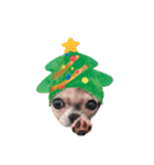 クリスマス チワワのラテちゃん（個別スタンプ：3）