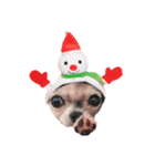 クリスマス チワワのラテちゃん（個別スタンプ：4）