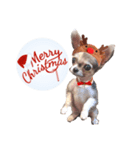 クリスマス チワワのラテちゃん（個別スタンプ：5）