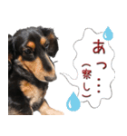 ダックスのくーさん(ヲタクVer.)（個別スタンプ：3）