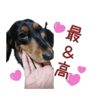 ダックスのくーさん(ヲタクVer.)（個別スタンプ：4）