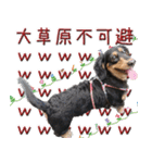 ダックスのくーさん(ヲタクVer.)（個別スタンプ：5）