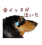 ダックスのくーさん(ヲタクVer.)（個別スタンプ：10）