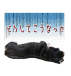 ダックスのくーさん(ヲタクVer.)（個別スタンプ：11）