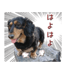 ダックスのくーさん(ヲタクVer.)（個別スタンプ：13）