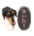 ダックスのくーさん(ヲタクVer.)（個別スタンプ：14）