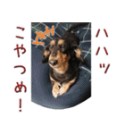 ダックスのくーさん(ヲタクVer.)（個別スタンプ：15）